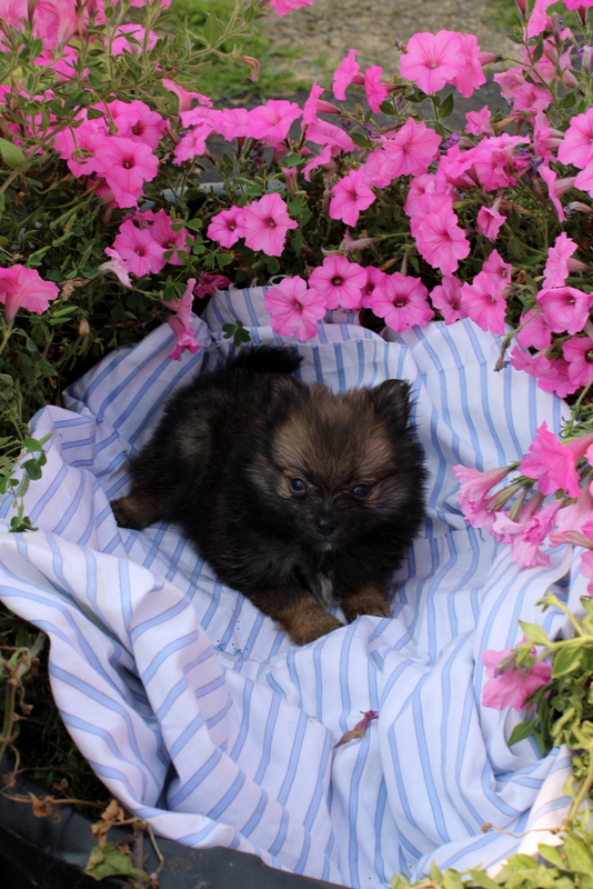 puppy, for, sale, Pomeranian, Matthew B. Stoltzfus, dog, breeder, Gap, PA, dog-breeder, puppy-for-sale, forsale, nearby, find, puppyfind, locator, puppylocator, aca